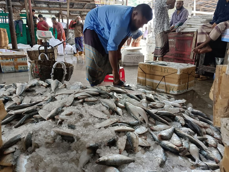 ইলিশের দাম চড়া। রোববার সকালে পাথরঘাটা মৎস্য অবতরণ কেন্দ্রে