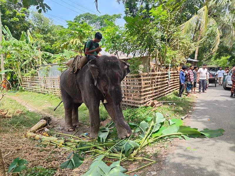 গোপালগঞ্জের কোটালীপাড়ায় হাতির পায়ের নিচে পিষ্ট হয়ে মাহুত নিহত হওয়ার পর হাতিটিকে নিয়ন্ত্রণ করছেন আরেক মাহুত