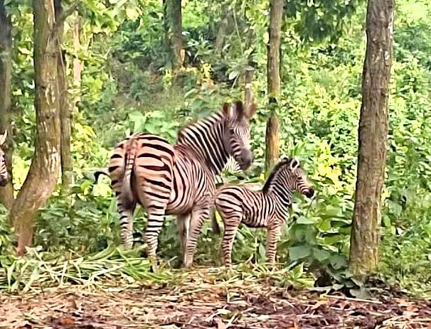 গাজীপুরের শ্রীপুরে বঙ্গবন্ধু শেখ মুজিব সাফারি পার্কে মায়ের সঙ্গে দাঁড়িয়ে আছে জেব্রাশাবকটি। আজ মঙ্গলবার দুপুরে