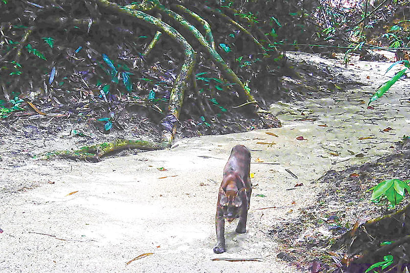 লাঠিটিলা বনে দারুচিনি রঙের সোনালি বিড়াল। সম্প্রতি ক্যামেরা ট্র্যাপে ধারণ করা