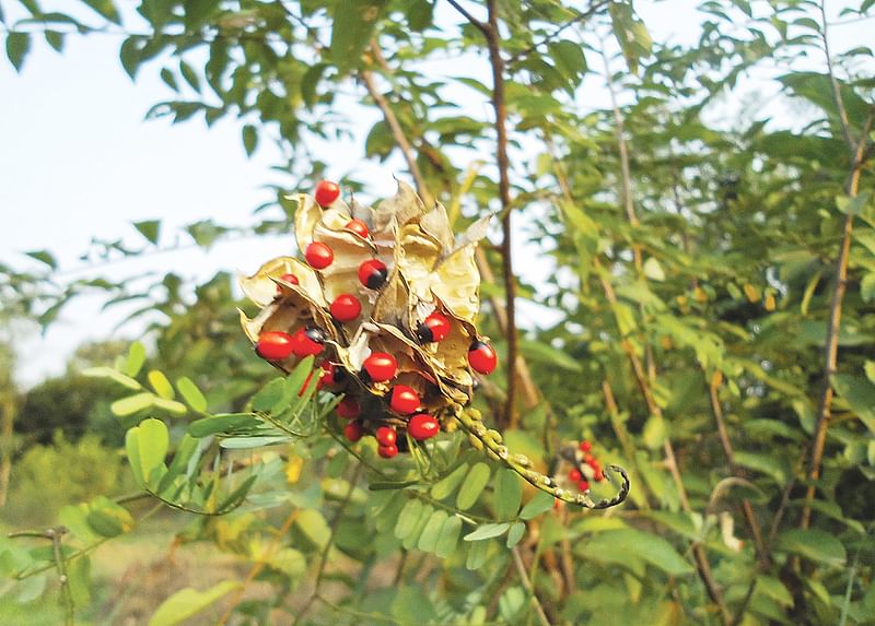 রাজশাহীর বরেন্দ্র অঞ্চলে প্রাকৃতিক আবাসে কুঁচ ফল