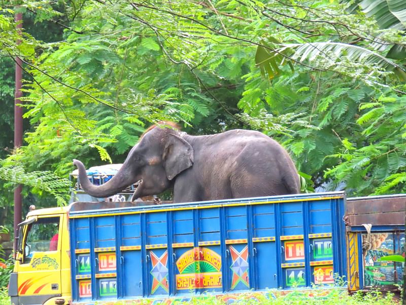 গাজীপুরের শ্রীপুরের সাফারি পার্কে আনা হাতিটিকে প্রায় আড়াই ঘণ্টা ধরে ট্রাক থেকে নামানো চেষ্টা করা হয়। গতকাল বুধবার বিকেলে তোলা