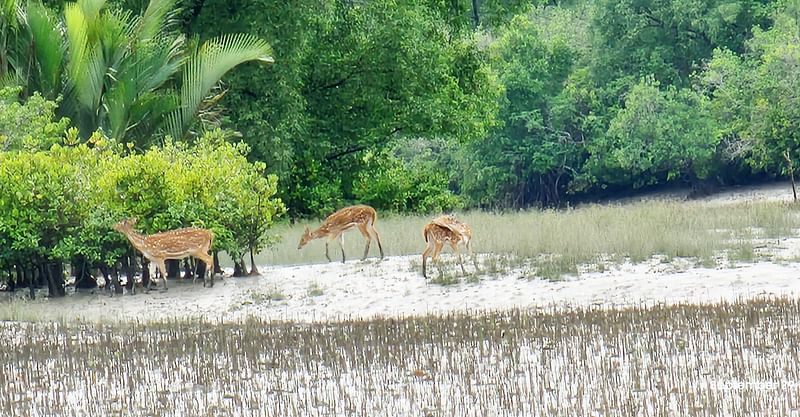 খুলনার কয়রা উপজেলার শাকবাড়িয়া নদীসংলগ্ন সুন্দরবনের কোওড়াকাটা খালের পাড়ে হরিণের আনাগোনা। গত রোববার তোলা