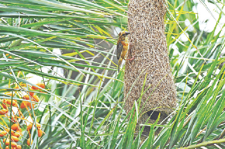 ঢাকার বিরুলিয়ায় খেজুরগাছে তৈরি বাসা পরীক্ষা করছে স্ত্রী বাবুই