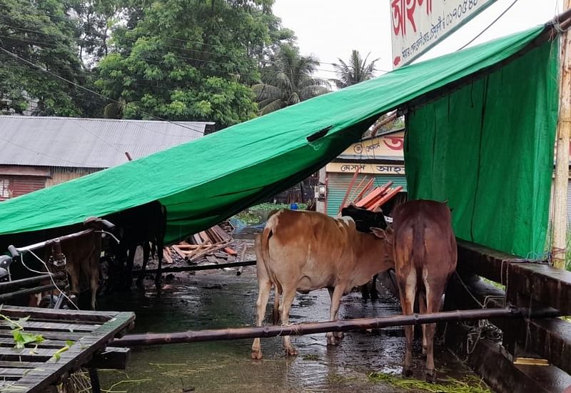 নোয়াখালীতে বন্যার পানি না নামার কারণে খামারের গরু নিয়ে খামারিরা পড়েছে বিপাকে। দেখা দিয়েছে গোখাদ্খাযের সংকট। সম্প্রতি বেগমগঞ্জ উপজেলার হাজীপুর গ্রাম থেকে তোলা