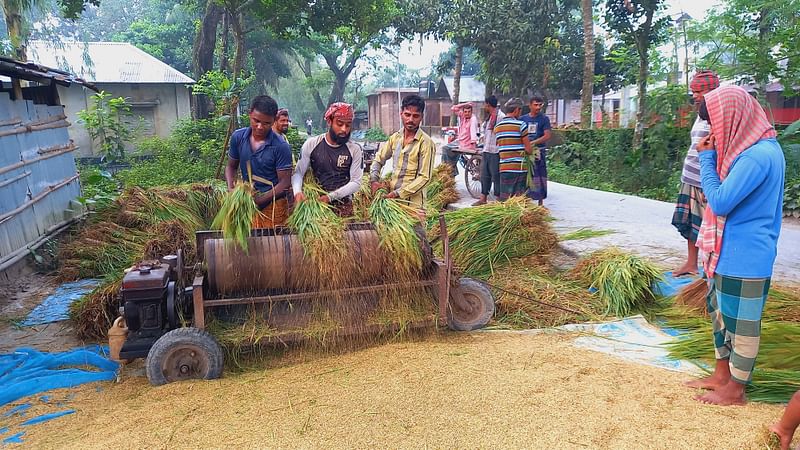 দিনাজপুরের বিরামপুরে চাহিদা বেড়ে যাওয়ায় কাঁচা বিচালির বিনিময়ে জমির ধান কেটে মাড়াইয়ের কাজ করছেন  কৃষিশ্রমিকেরা। আজ সকালে উপজেলার হরিহরপুর গ্রামে