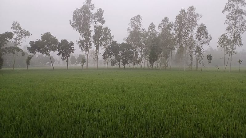 সকালে ঘন কুয়াশায় ঢাকা ছিল পঞ্চগড়। ছবিটি সকাল সোয়া ৬টায় পঞ্চগড় সদর উপজেলার মাহানপাড়া এলাকা থেকে তোলা