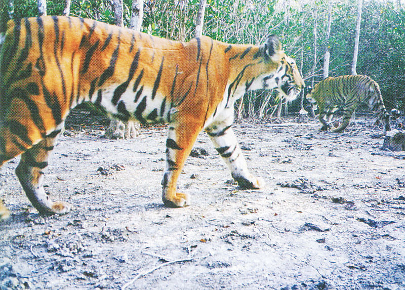 ক্যামেরা ট্র্যাপে ধরা পড়া বাঘের ছবি। চাঁদপাই শরণখোলা এলাকায়