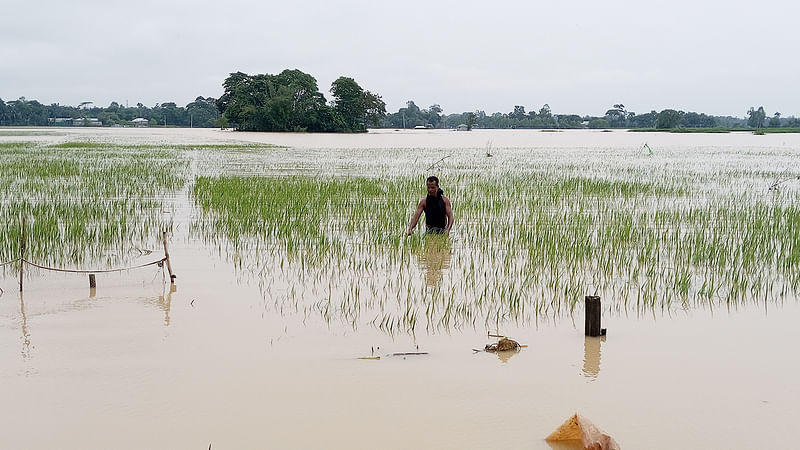 ডুবে থাকা আমন ধানের খেত দেখছেন এক কৃষক। মঙ্গলবার দুপুরে শেরপুরের নালিতাবাড়ী উপজেলার কালিনগর গ্রামে