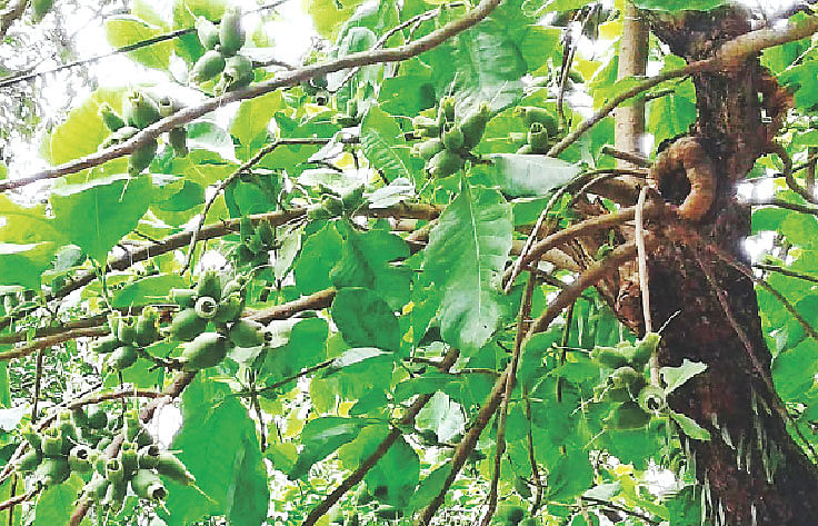 ফলসহ কুম্ভীগাছ। কিশোরগঞ্জের গুরুদয়াল সরকারি কলেজ ক্যাম্পাসে