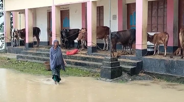 নেত্রকোনার বন্যা আক্রান্ত বাড়ি–ঘর থেকে এখনো পানি নামেনি। তাই তুলনামূলক উঁচু জায়গায় গবাদিপশু রাখা হয়েছে। গতকাল বুধবার দুপুরে দুর্গাপুরের কাকৈইগড়া ইউনিয়নের শান্তিপুর এলাকায়