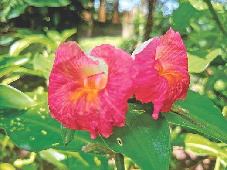 বাংলাদেশ কৃষি বিশ্ববিদ্যালয়ের উদ্ভিদ উদ্যানে ফুটেছে গোলাপি রঙের কেও ফুল