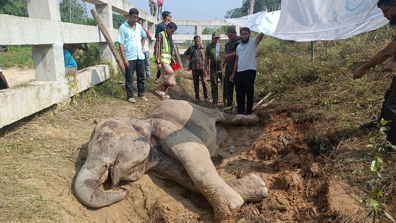 ট্রেনের ধাক্কায় আহত হওয়ার পর রেললাইনের পাশে পড়ে আছে হাতিটি। বন বিভাগের কর্মীরা চিকিৎসা দিচ্ছেন। আজ সোমবার সকালে চুনতি বন্য প্রাণী অভয়ারণ্যে