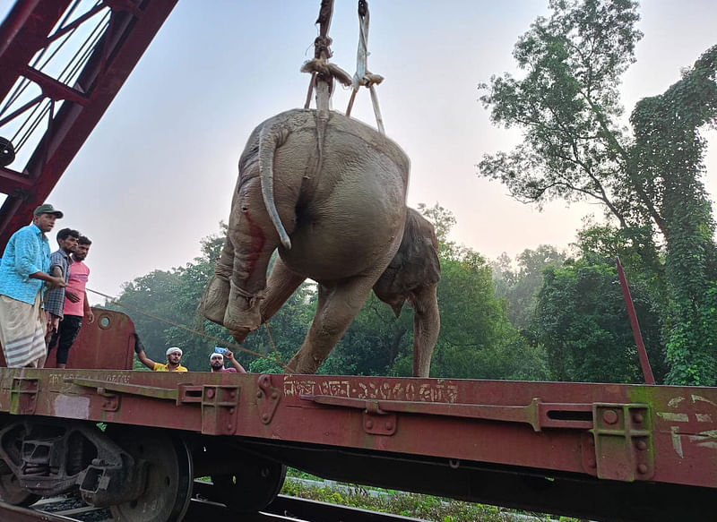 রিলিফ ট্রেনে আহত হাতিটি