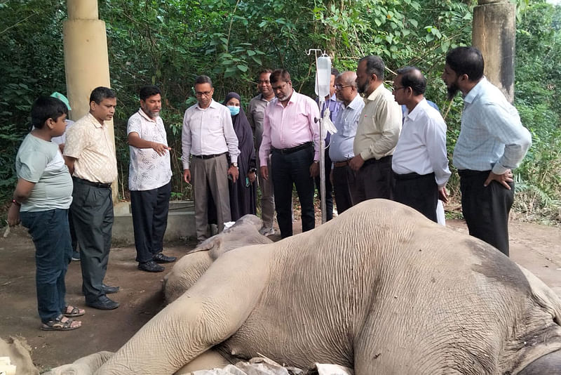 চিকিৎসাধীন অবস্থায় মারা যাওয়া হাতিটি। আজ ডুলাহাজারা বঙ্গবন্ধু শেখ মুজিব সাফারি পার্কের বন্য প্রাণী হাসপাতালে