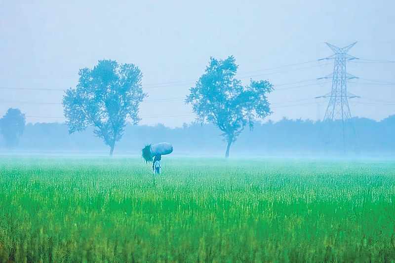 হিমেল বাতাস আর মৃদু কুয়াশা জানিয়ে দিচ্ছে হেমন্ত এসে গেছে। সোমবার সন্ধ্যায় পাবনা সদরের টেবুনিয়ায়