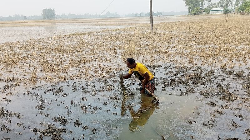 শেরপুরের নালিতাবাড়ীতে আকস্মিক বন্যায় এক সপ্তাহ ধরে পানিতে ডুবে আছে আমন ধানের জমি। এসব ফসলে পচন ধরেছে। নষ্ট হওয়া ফসল দেখাচ্ছেন এক কৃষক। গতকাল বিকেলে তালুকপাড়া গ্রামে