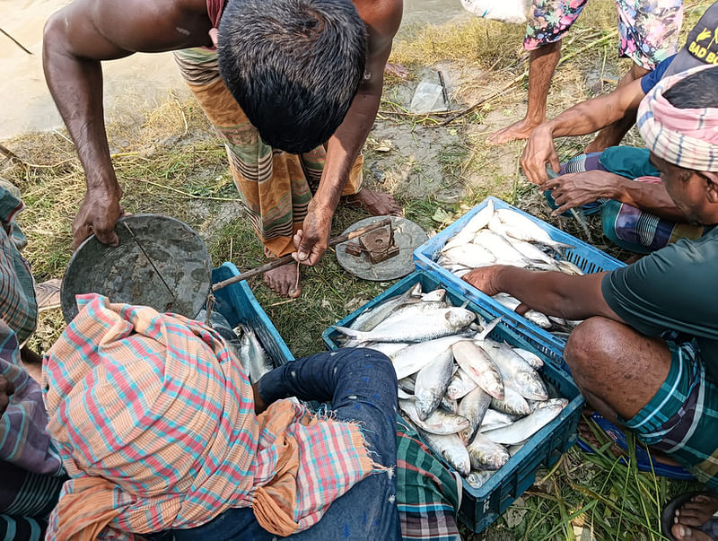 পদ্মায় ধরা ইলিশ জেলেদের কাছ থেকে কিনে নিয়ে যাচ্ছেন ব্যবসায়ীরা