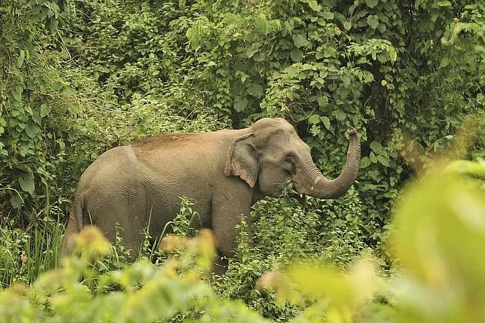 চট্টগ্রামের আনোয়ারা–কর্ণফুলীতে হাতির আক্রমণের ঘটনা বাড়ছে