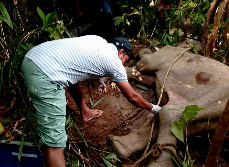 কক্সবাজারের ঈদগাঁও উপজেলার বনাঞ্চলে অসুস্থ হয়ে মরে যাওয়া হাতি শাবকের ময়নাতদন্ত চলছে। গতকাল বিকেলে