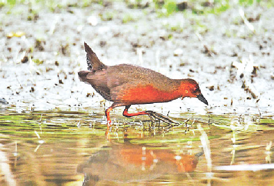 রাজশাহীর শিমলা পার্কে খাদ্য খোঁজায় ব্যস্ত রাঙা খেনি