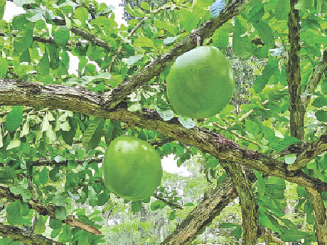 বাংলাদেশ কৃষি বিশ্ববিদ্যালয়ের টিএসসির সামনের মহাবেলগাছ