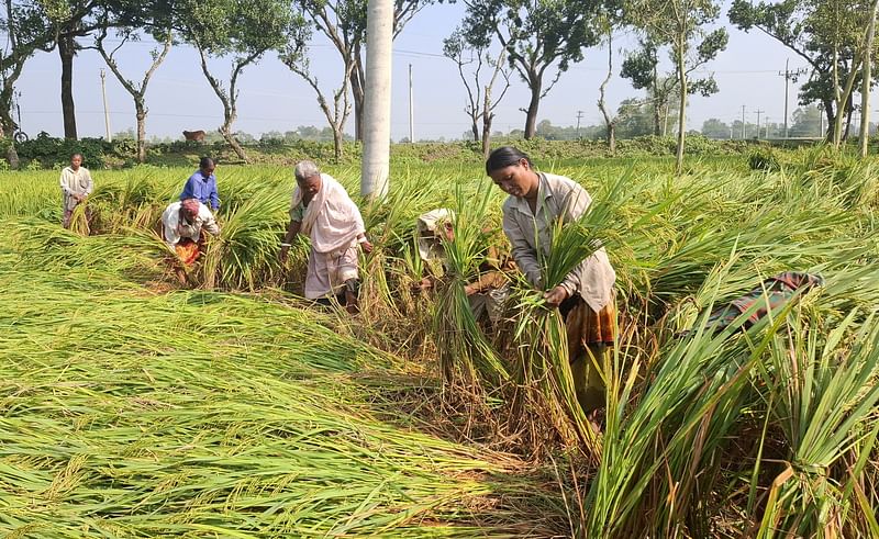 দল বেঁধে নুয়ে পড়া ধানগাছ সোজা করছেন কয়েকজন। সম্প্রতি ঠাকুরগাঁও সদর উপজেলার গড়েয়া এলাকায়