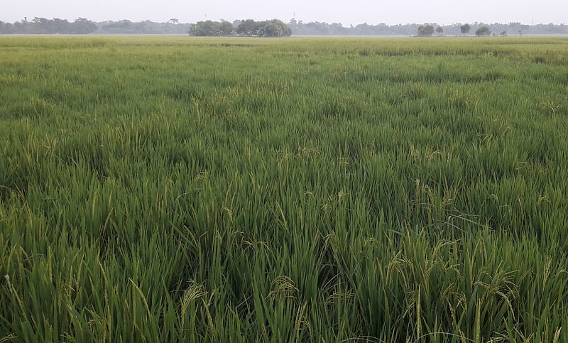 মৌলভীবাজারে বন্যায় ক্ষতিগ্রস্ত খেতে আবার সজীব হয়েছে আমন ধানের গাছ। গতকাল রাজনগর উপজেলার ধাইসার মাঠ এলাকায়