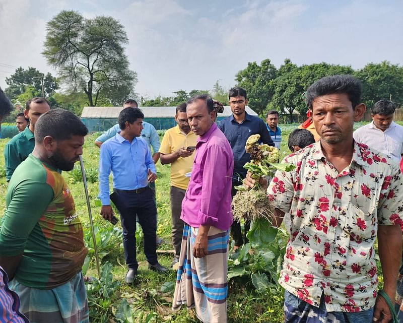 পরিদর্শনে যাওয়ার পর সংশ্লিষ্ট কৃষি কর্মকর্তাকে ক্ষতিগ্রস্ত ফুলকপি ও গাছ দেখান কৃষকেরা