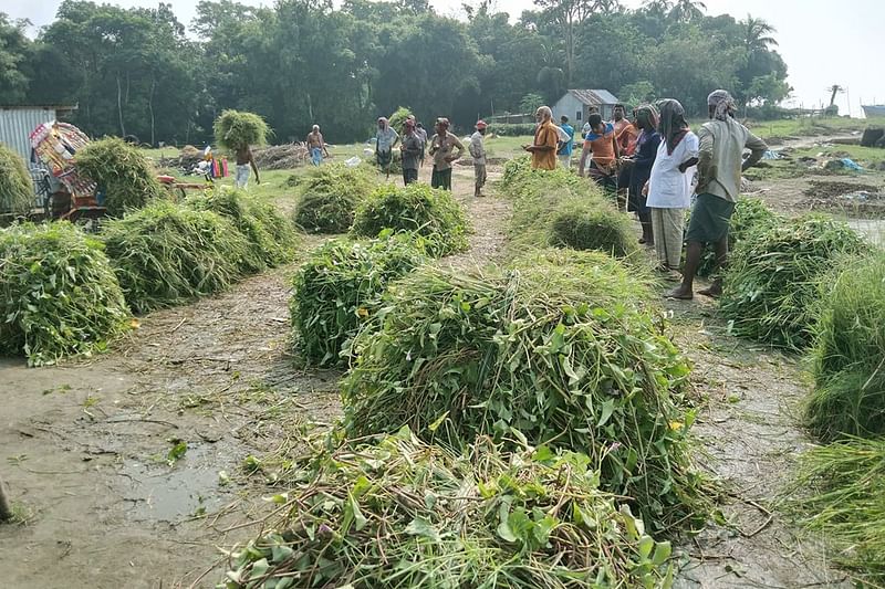 প্রতিদিন সকালে ঘাসের হাট বসে। গতকাল মঙ্গলবার সকালে ঢাকার দোহার উপজেলার বাহ্রাঘাটের পাশে বটতলা এলাকায় পদ্মা নদীর পাড়ে