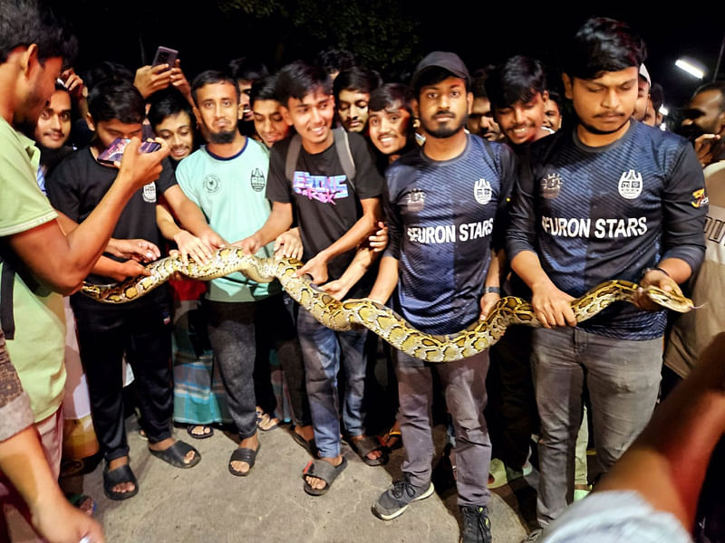 চট্টগ্রাম বিশ্ববিদ্যালয়ের হলের সামনে থেকে আট ফুট লম্বা অজগরটি উদ্ধার করা হয়েছে। আজ রাত আটটার দিকে সোহরাওয়ার্দী হলে