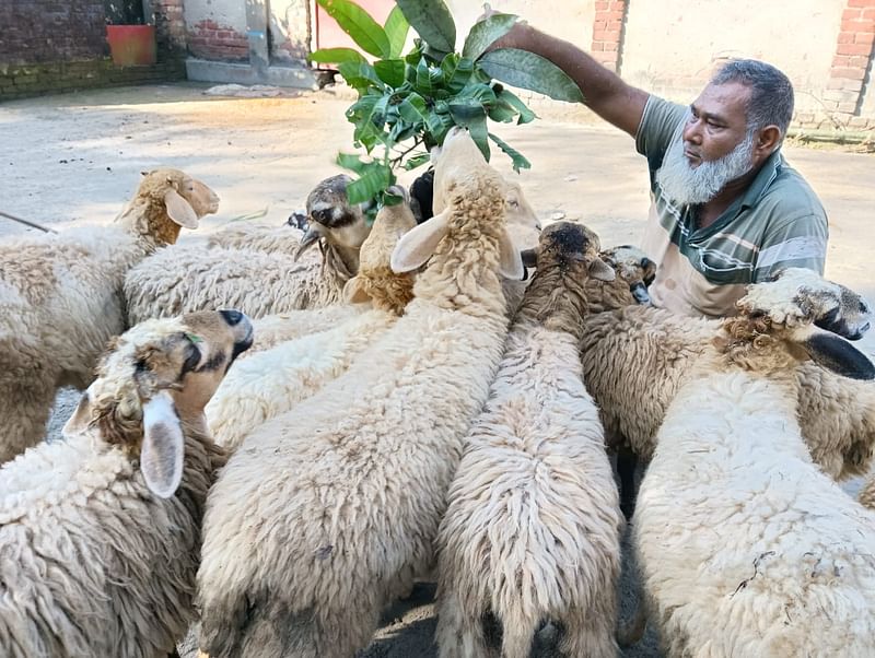 রংপুরের তারাগঞ্জ উপজেলার ইউনুস আলী ভেড়াকে খাওয়াতে ব্যস্ত