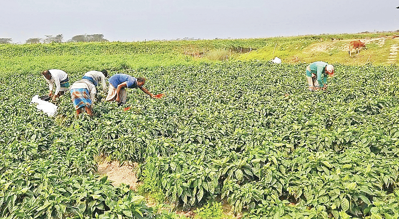 ভোলার মাঝের চরে নানা ধরনের সবজির আবাদ করেন কৃষকেরা। সম্প্রতি দৌলতখান মদনপুর ইউনিয়নের মধুপুর গ্রামে