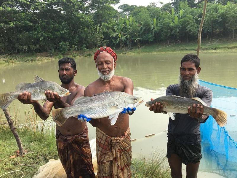 পটুয়াখালীর কলাপাড়ায় পুকুরে কৃত্রিম খাদ্যের মাধ্যমে চাষ করা কোরাল মাছ। গত বুধবার উপজেলার লতাচাপলী ইউনিয়নের মাইটভাঙ্গা গ্রামে