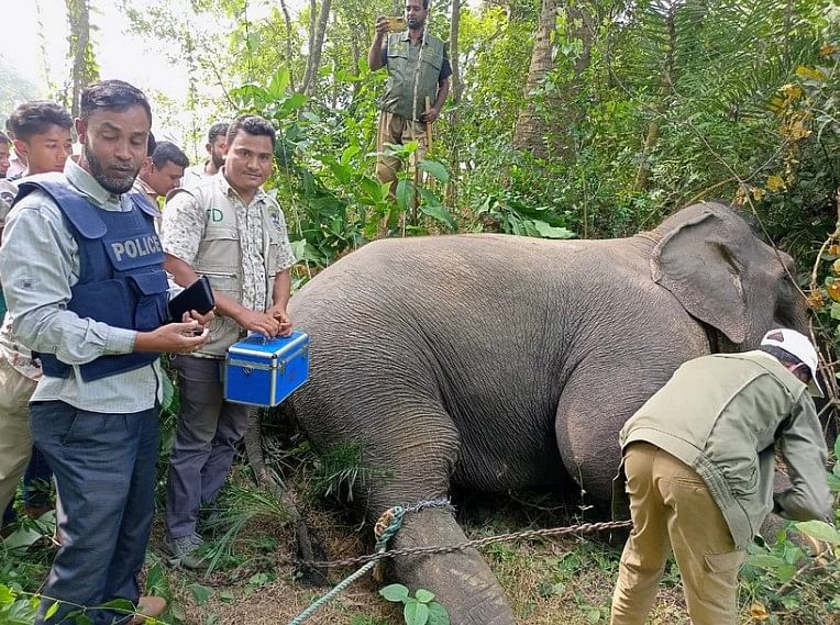 ‘হাতি হত্যা মতান্তরে হাতির মৃত্যুর তালিকা অনেক লম্বা। হাতির ‘মৃত্যু’ বন্ধের জন্য প্রতিটি ঘটনার চুলচেরা তদন্ত হওয়া প্রয়োজন।’