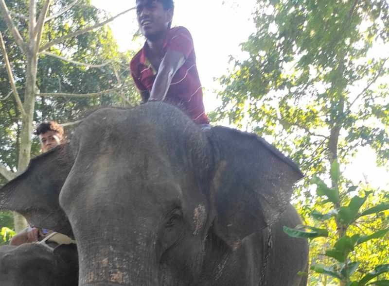 চাঁদাবাজির সময় কুমিল্লা নগরের কাপ্তানবাজার থেকে দুটি হাতিসহ দুজন মাহুতকে আটক করেন সেনাবাহিনীর সদস্যরা