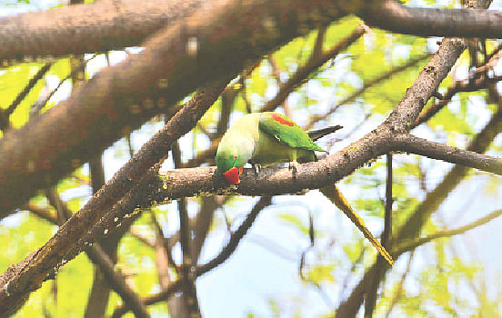 চন্দনা টিয়া। ঢাকা বিশ্ববিদ্যালয় আবাসিক এলাকায়