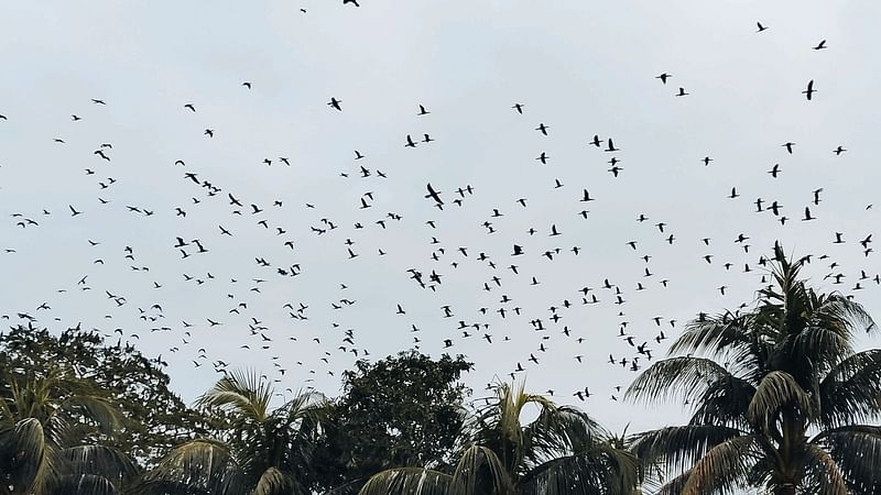 পরিযায়ী পাখির কলতানে মুখর নড়াইলের কালিয়া উপজেলার পানিপাড়া গ্রাম