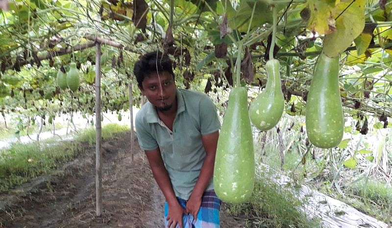 মৌলভীবাজার সদর উপজেলার চাঁদনীঘাট ইউনিয়নের বাঁশতলা গ্রামে শুভ ইসলামের লাউয়ের খেত। ৮ নভেম্বর বিকেলে তোলা