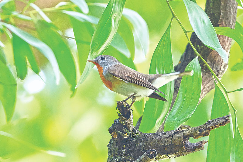 লালবুক চুটকি। ঢাকার গুলশানের সাহাবুদ্দীন পার্ক থেকে ছবি তুলেছেন ব্রিটিশ 
পাখিবিজ্ঞানী গ্যারি অলপোর্ট