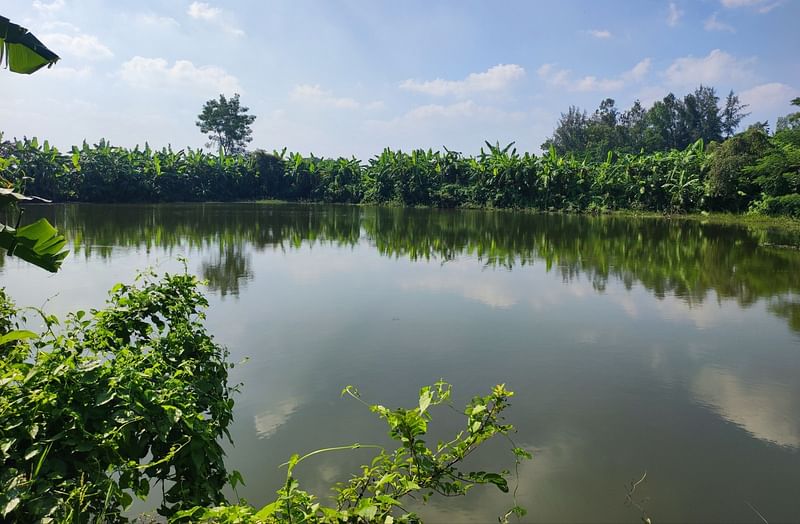 সন্দ্বীপের গাছুয়া ইউনিয়নের একটি সরকারি পুকুর। গতকাল দুপুরে তোলা ছবি