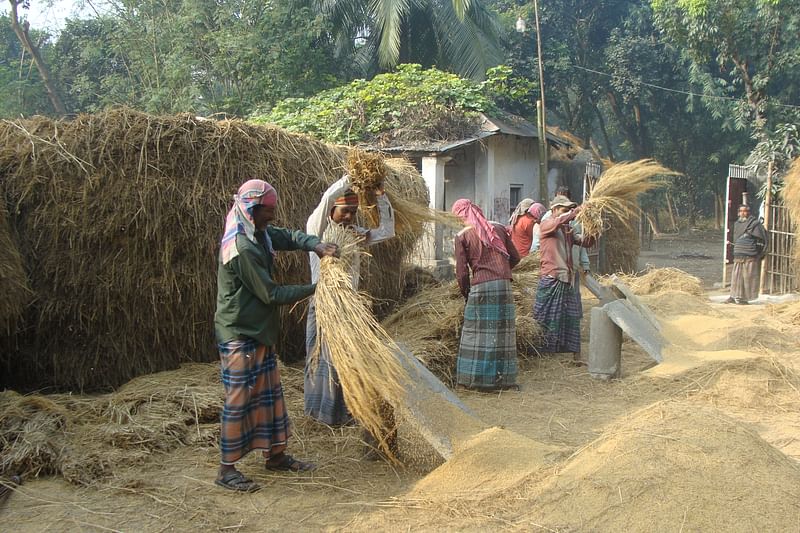 ক্যাপশন: আমন ধান মাড়াইয়ের কাজ করছেন নীলফামারীর সৈয়দপুরের কামারপুকুরের দলুয়া এলাকার কৃষকেরা। গতকাল তোলা