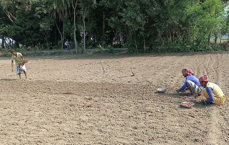 মুড়িকাটা পেঁয়াজ আবাদের জন্য রোপণ করা হচ্ছে কন্দ বা বীজ পেঁয়াজ। সেই জমিতেই সাথি ফসল হিসেবে রোপণ করা হয় অন্য বীজ। পাবনার সাঁথিয়া উপজেলার বায়া গ্রামে