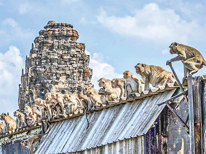 লপবুরিতে একটি বাড়ির ছাদে বসে আছে একদল বানর