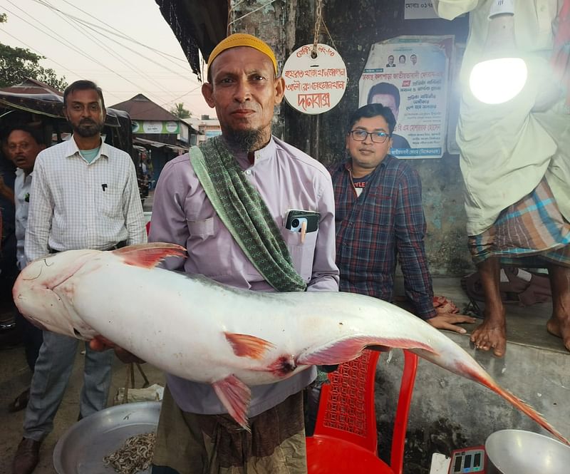 পটুয়াখালীতে জালে ধরা পড়ল ১৪ কেজির পাঙাশ। আজ মঙ্গলবার সন্ধ্যায়