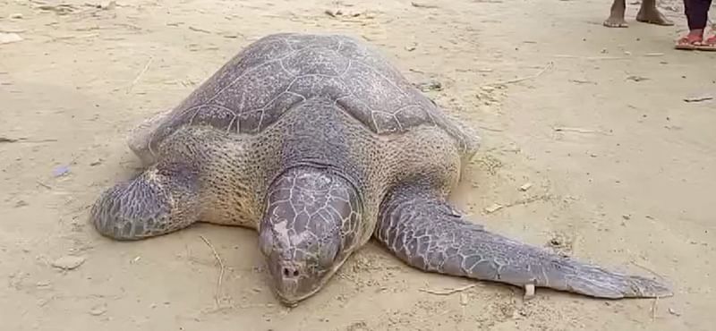 পটুয়াখালী থেকে জলপাইরঙা একটি সামুদ্রিক পান্না কাছিম উদ্ধার করা হয়েছে। আজ রোববার দুপুরে