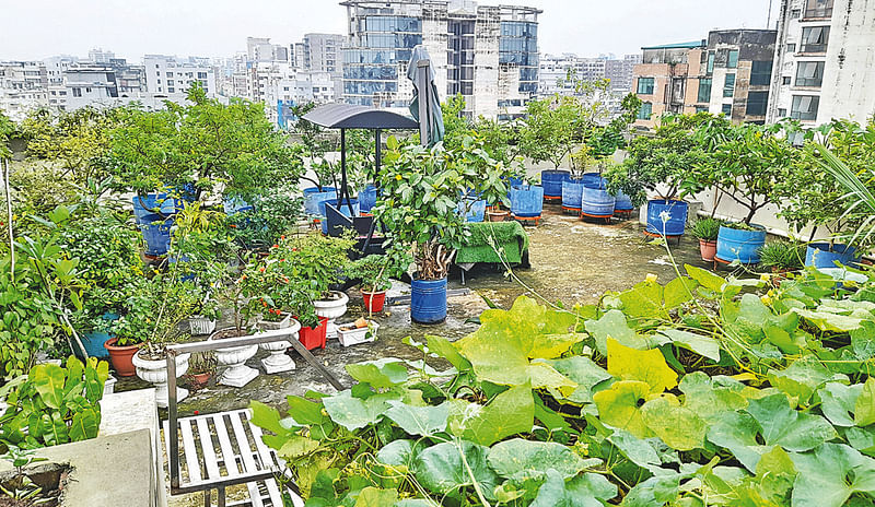 রাজধানীর ধানমন্ডিতে জান্নাতুল মাসুদের ছাদবাগানে সবজি ও অন্যান্য উদ্ভিদ