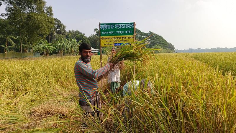 ‘হেকিম ধানের’ মাঠ দিবসে উচ্ছ্বসিত কৃষকেরা। গতকাল রোববার সকালে ময়মনসিংহের তারাকান্দা উপজেলার সাধুপাড়া গ্রামে