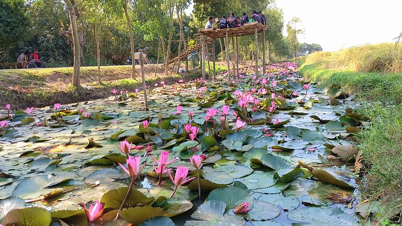 জলাশয়জুড়ে শোভা ছড়াচ্ছে লাল লাল শাপলা। সম্প্রতি দিনাজপুরের নবাবগঞ্জ উপজেলার ছোট মহেশপুর গ্রামে