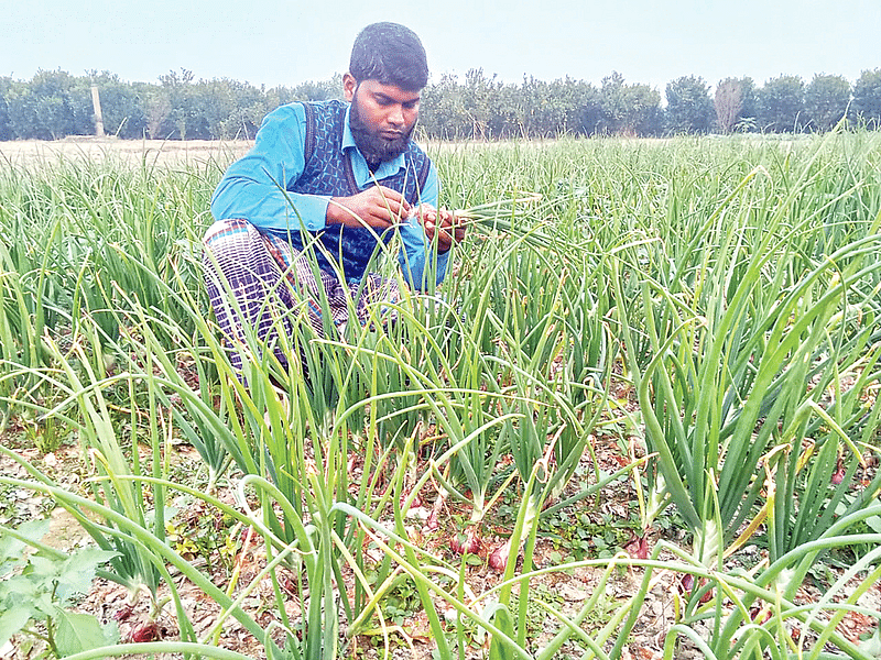 রাজশাহীর গোদাগাড়ীর বেনীপুর গ্রামের চাষি মাজহারুল ইসলাম খেতের পেঁয়াজ দেখছেন। ফলন ভালো না হওয়ায় হতাশ তিনি। গত সোমবার বেনীপুর মাঠে